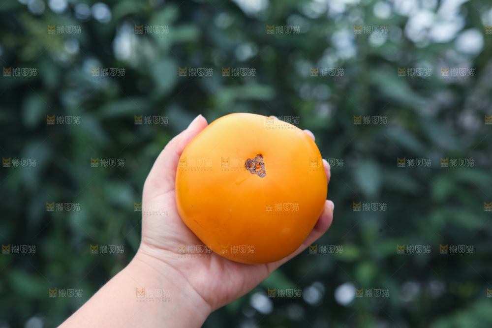 五原黄柿子