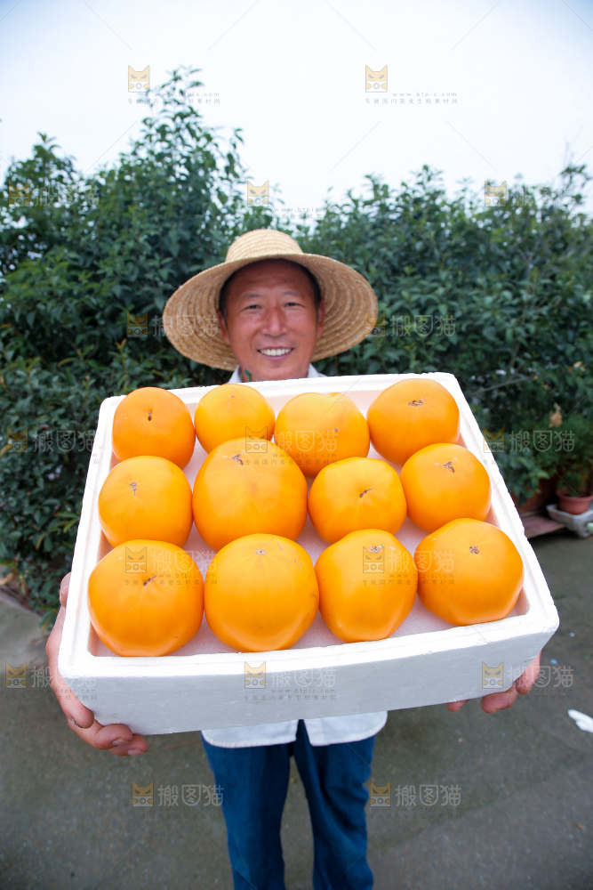 五原黄柿子