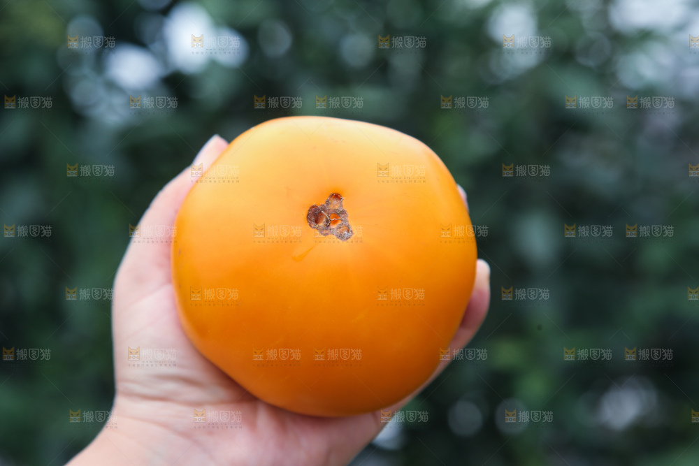 五原黄柿子