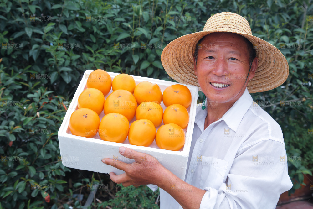 五原黄柿子