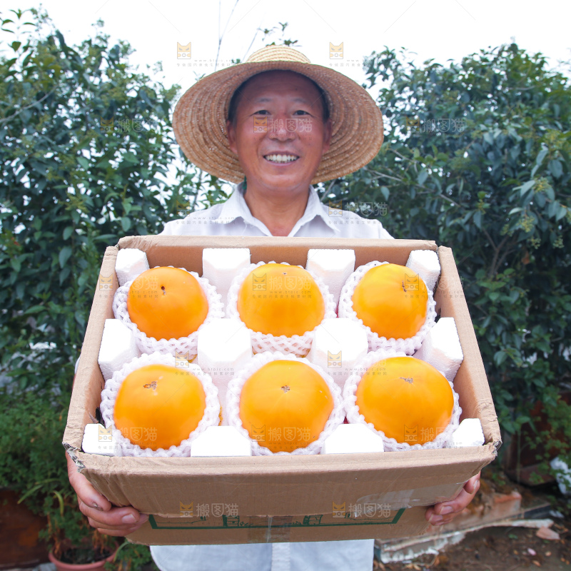 五原黄柿子
