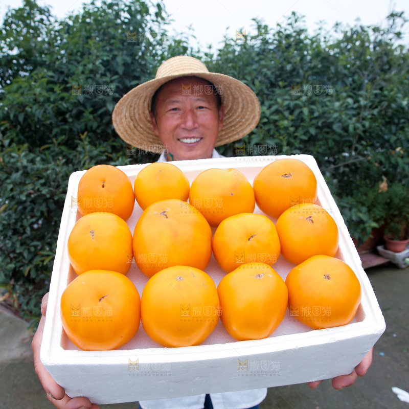 五原黄柿子