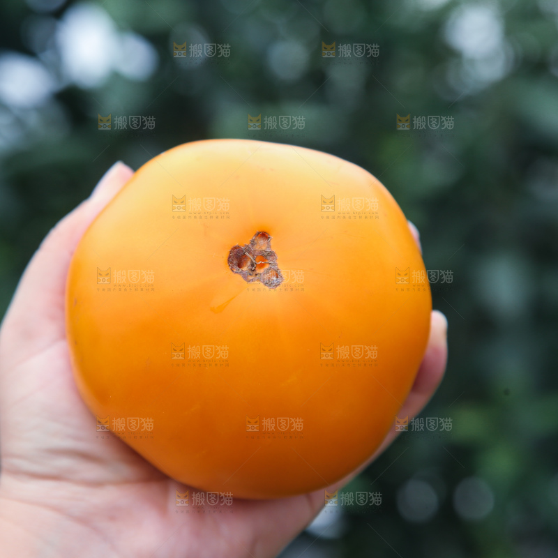 五原黄柿子