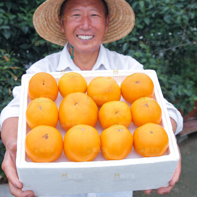 五原黄柿子