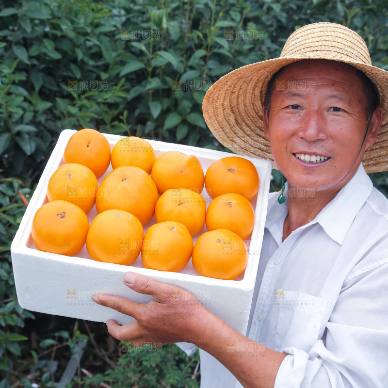 五原黄柿子