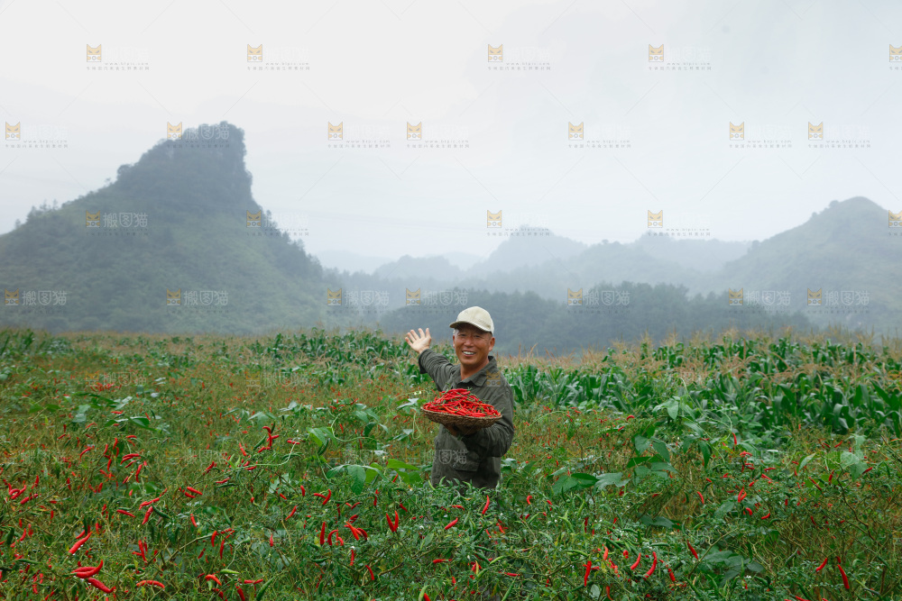 小米辣采摘