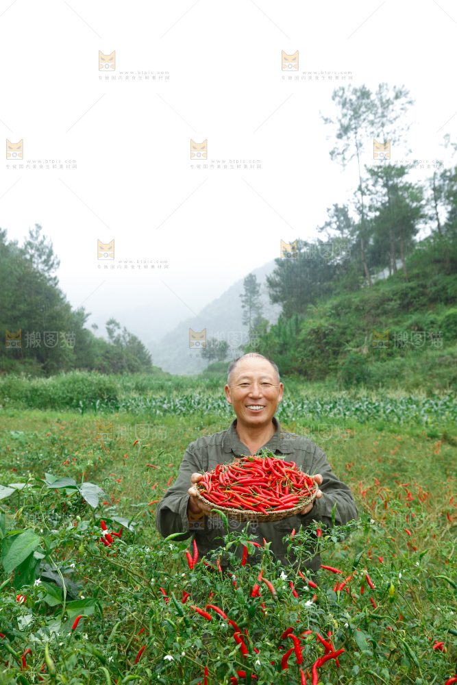 小米辣采摘
