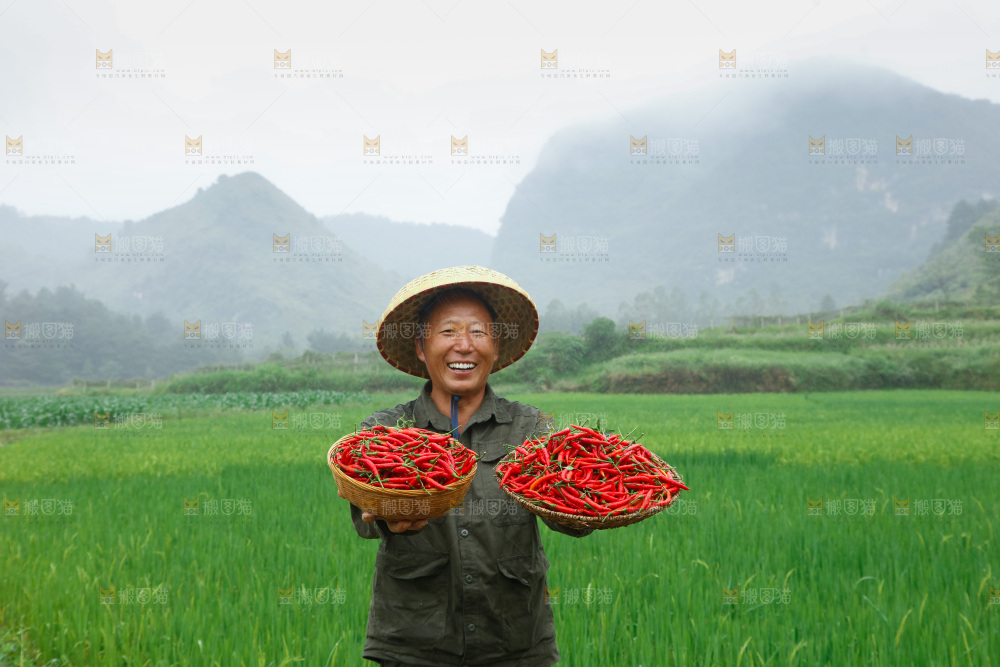 小米辣采摘