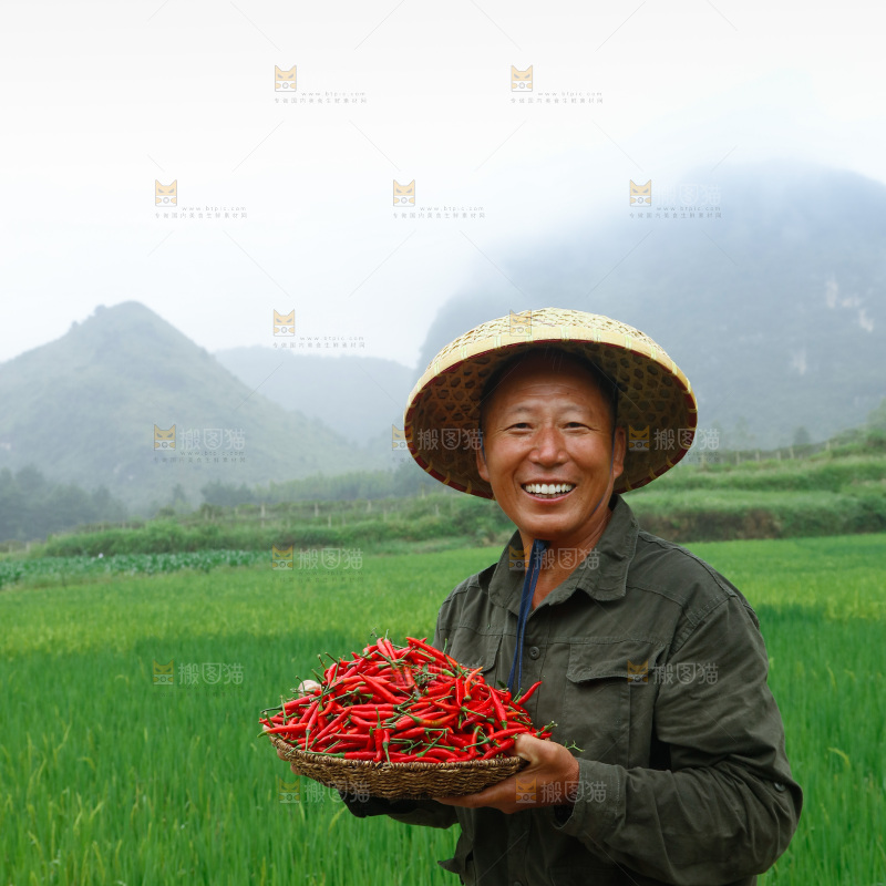 小米辣采摘