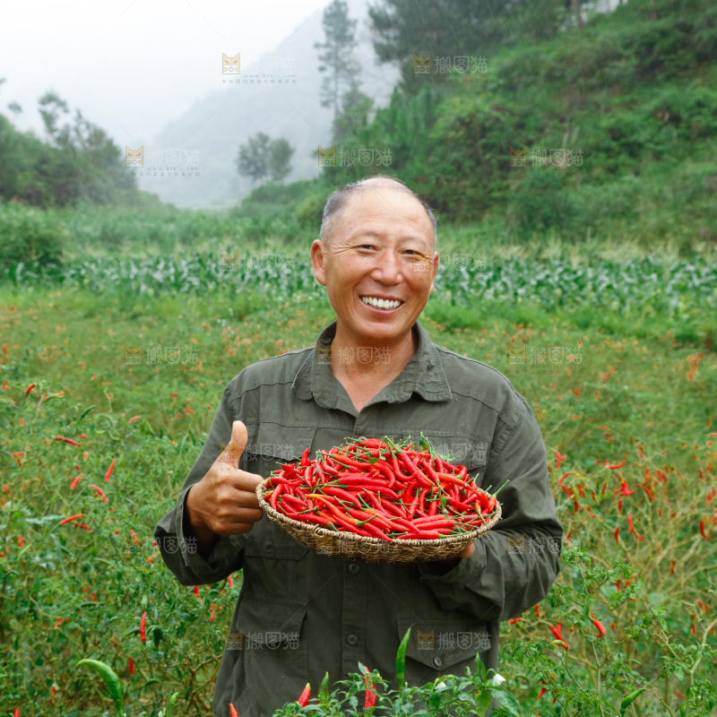 小米辣采摘