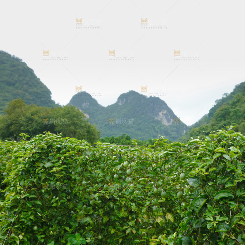百香果产地