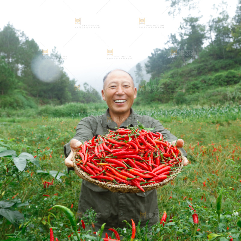 小米辣采摘