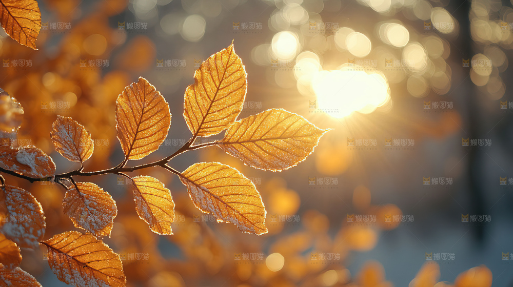 秋日落叶景观场景建筑素材