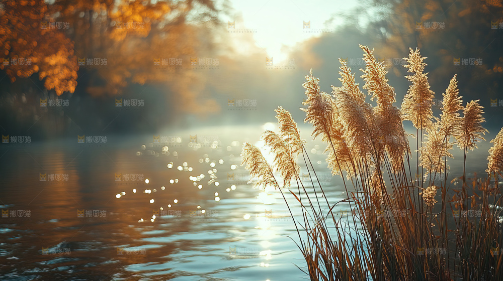 秋日芦苇自然风景合集