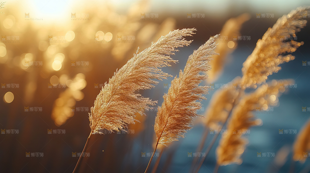 秋日芦苇自然风景合集