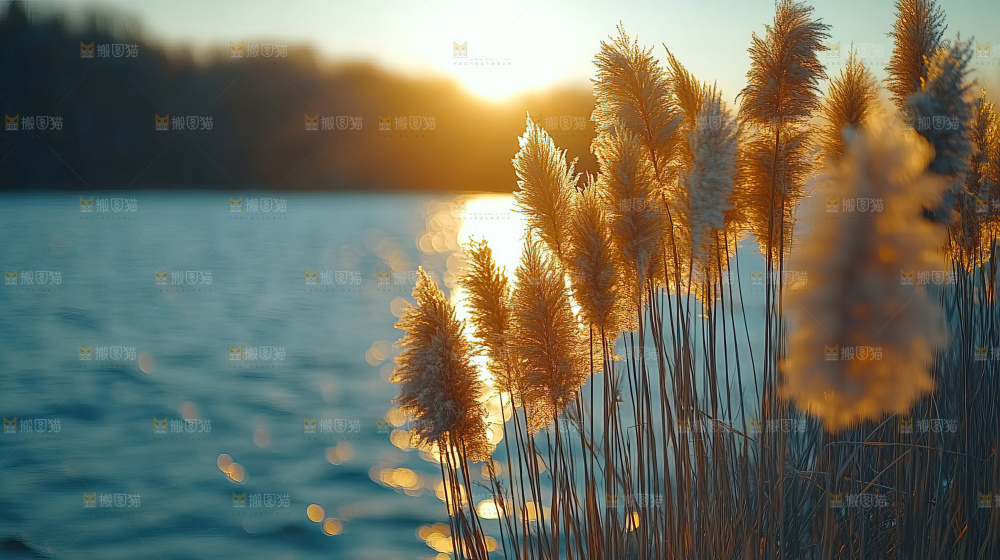 秋日芦苇自然风景合集