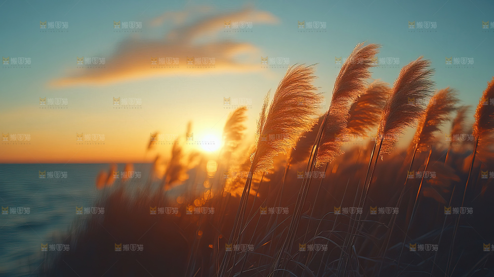 秋日芦苇自然风景合集