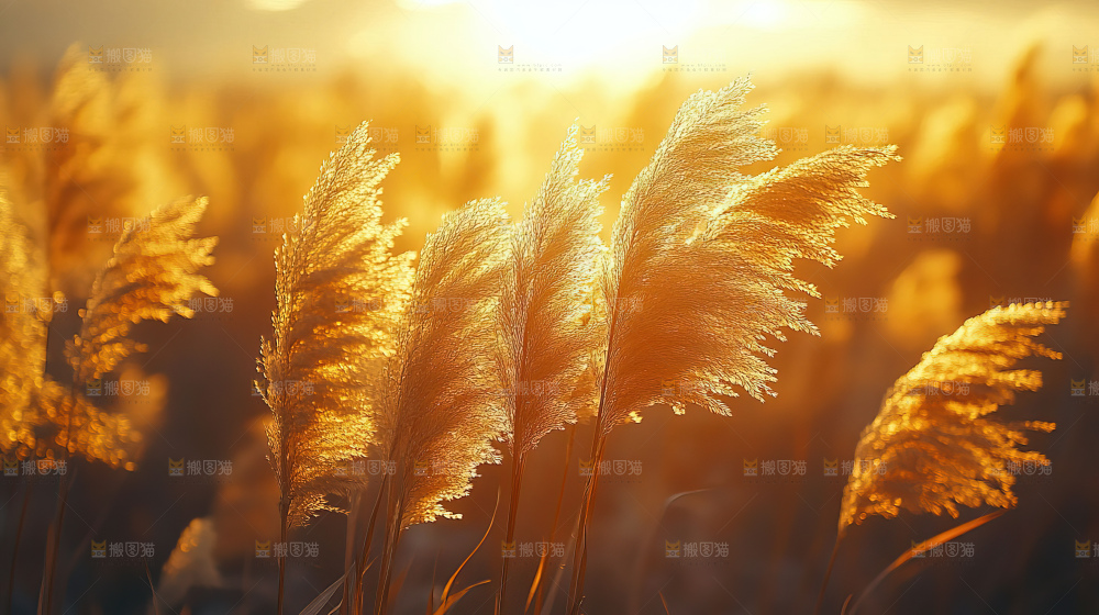 秋日芦苇自然风景合集