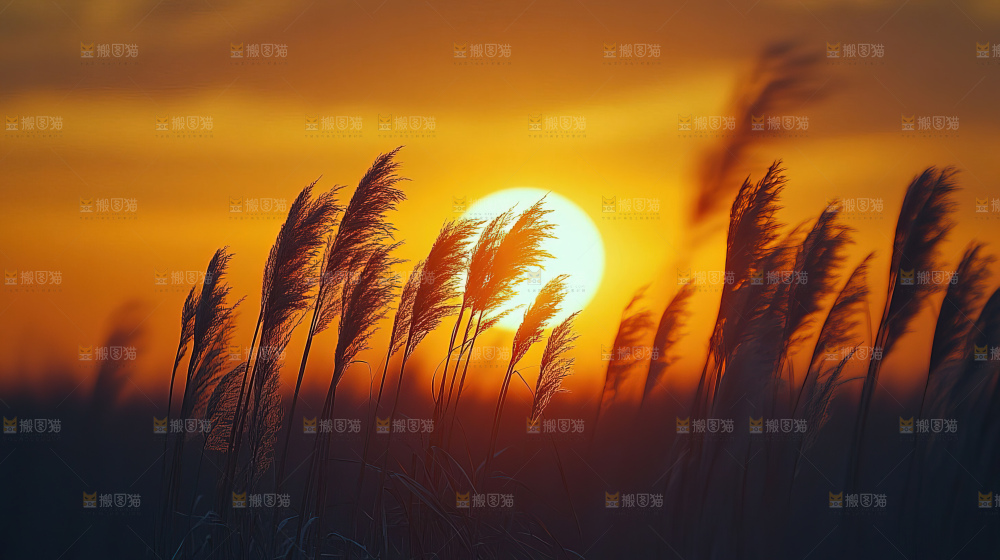 秋日芦苇自然风景合集