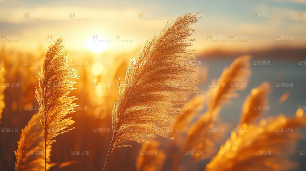 秋日芦苇自然风景合集