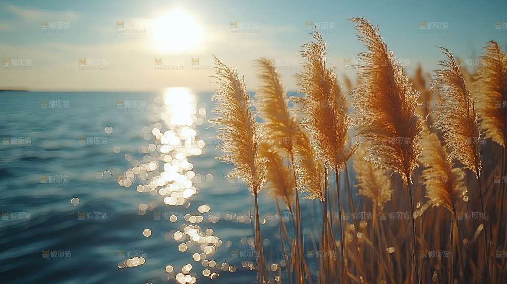 秋日芦苇自然风景合集