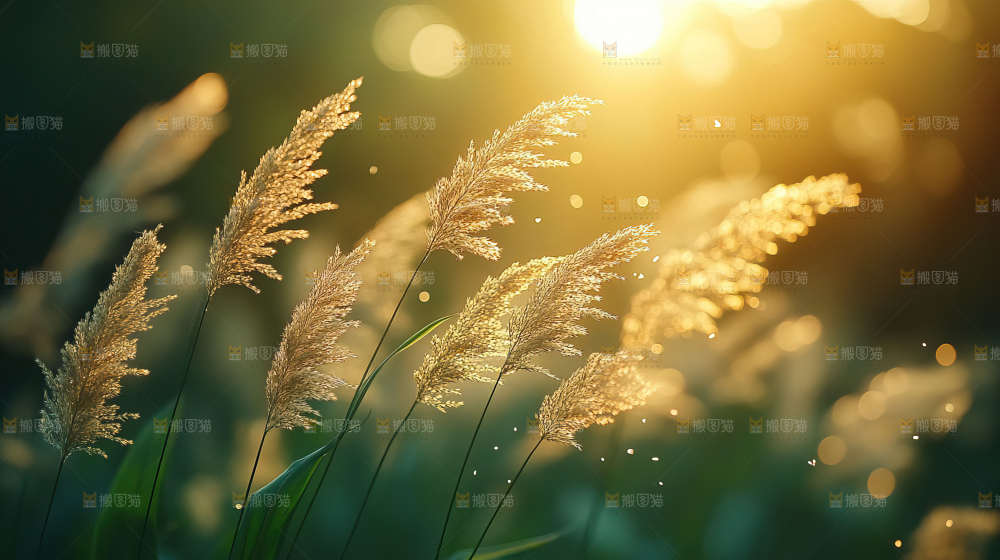 秋日芦苇自然风景合集