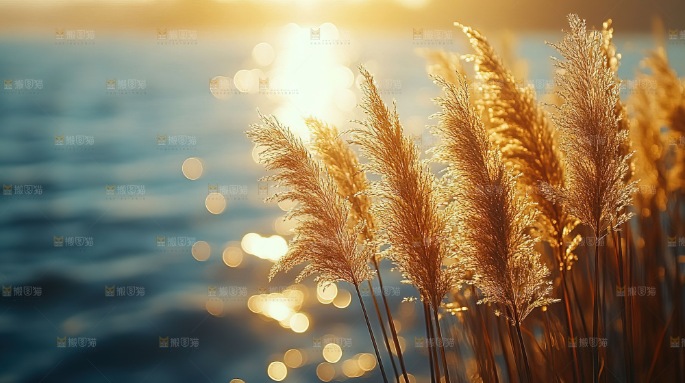 秋日芦苇自然风景合集