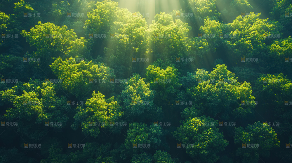 阳光光晕绿色自然生命希望