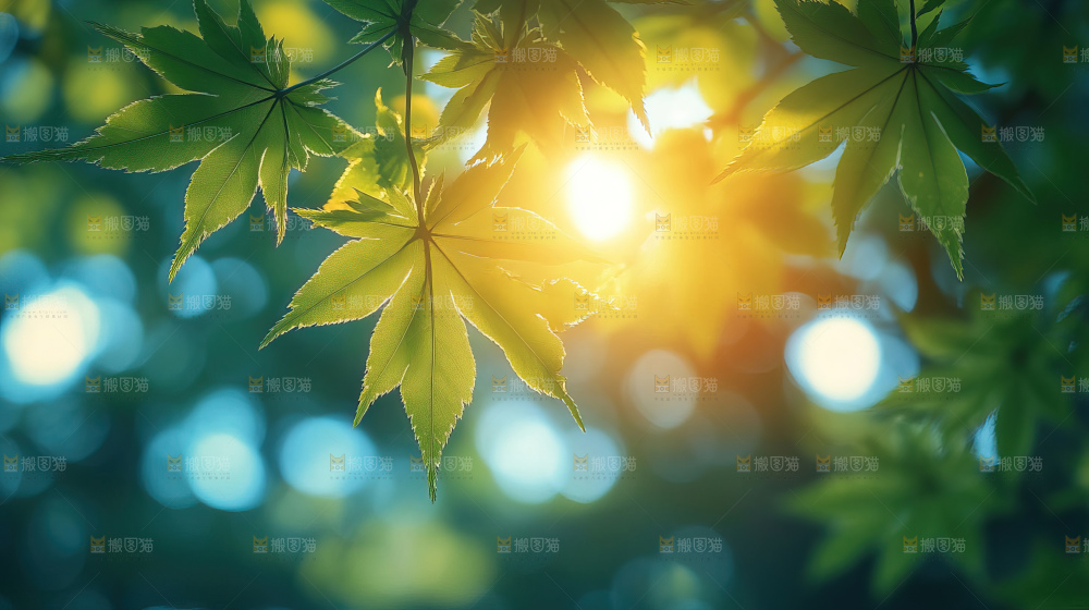 阳光光晕绿色自然生命希望