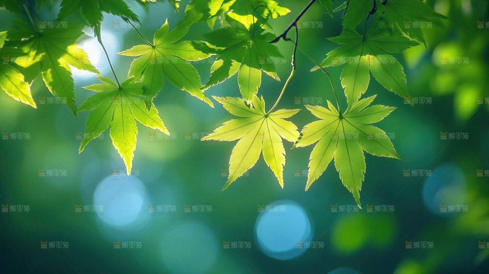 阳光光晕绿色自然生命希望