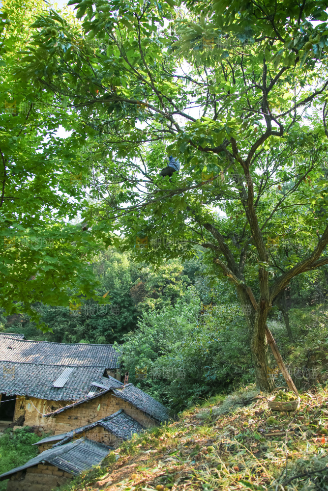 板栗产地