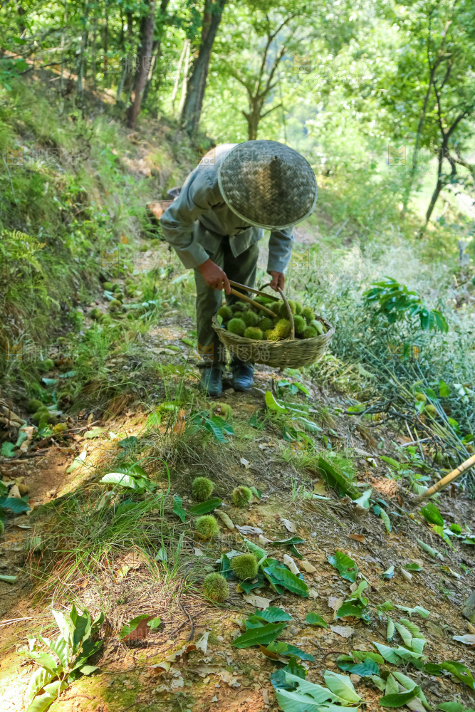 板栗产地