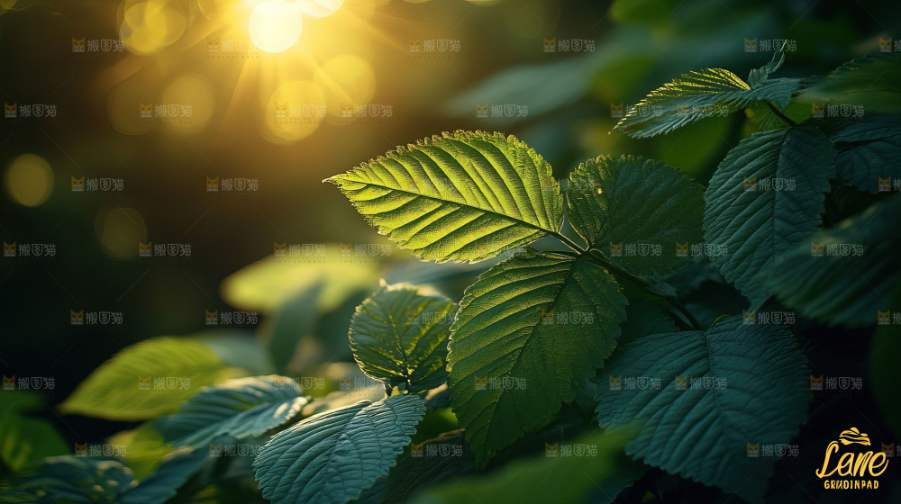 夏日阳光光晕绿色自然生命希望