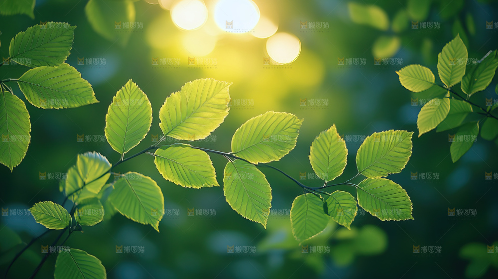 夏日阳光光晕绿色自然生命希望