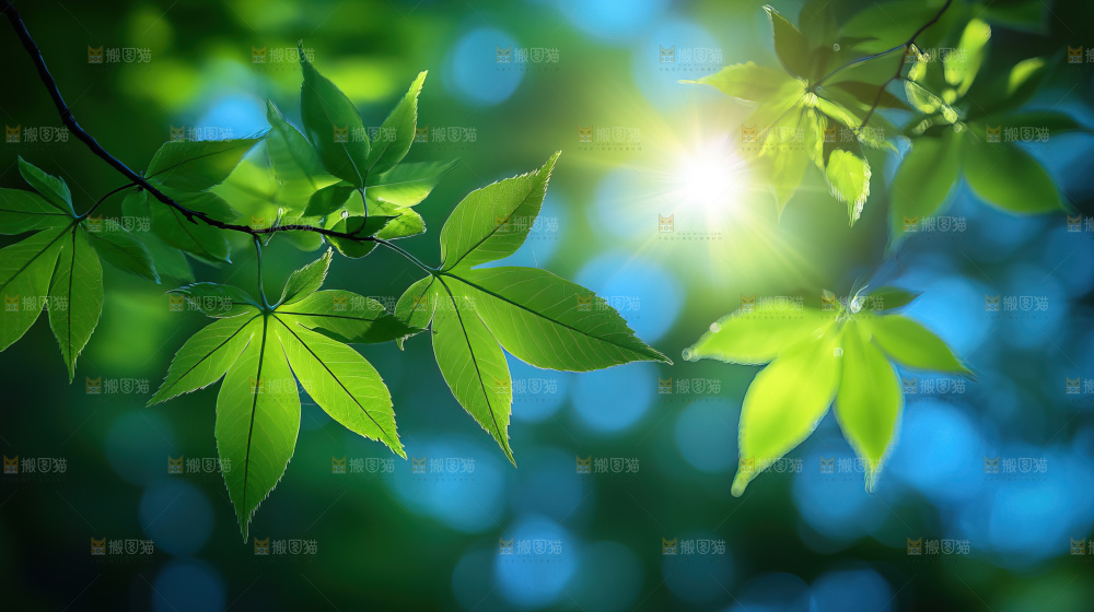 夏日阳光光晕绿色自然生命希望