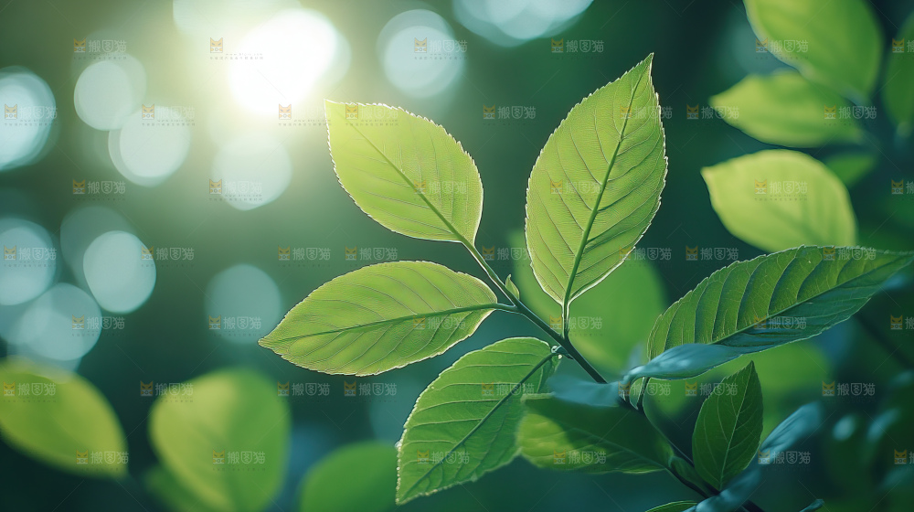 夏日阳光光晕绿色自然生命希望