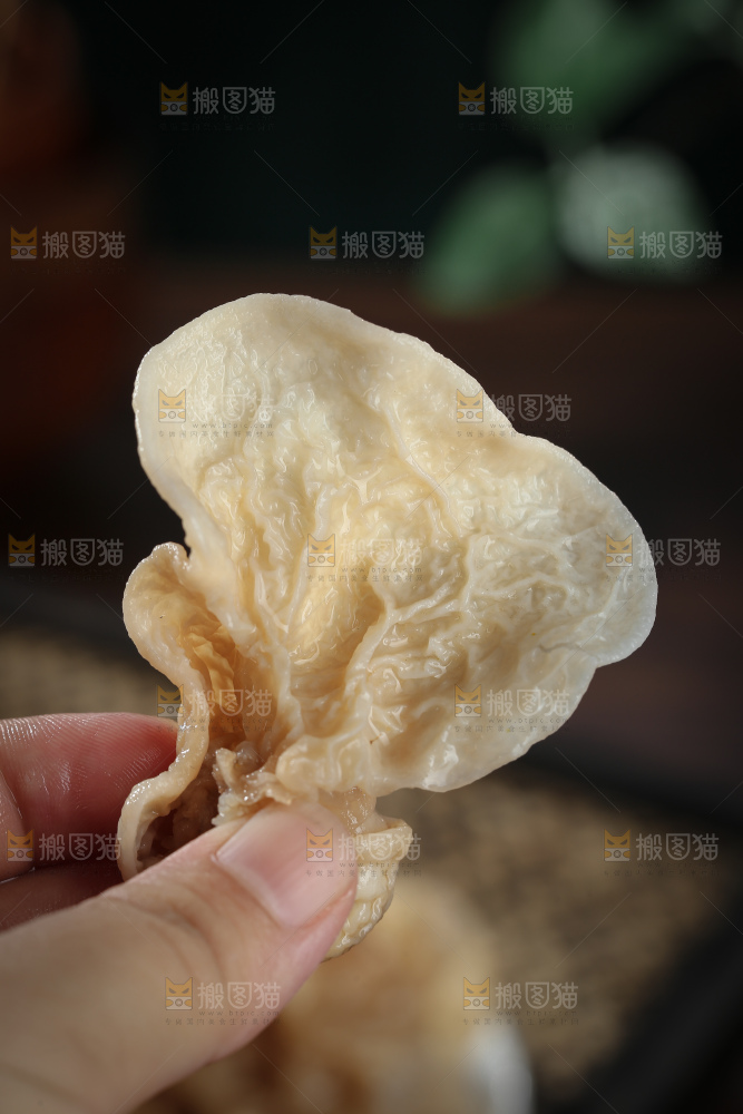 羊肚耳