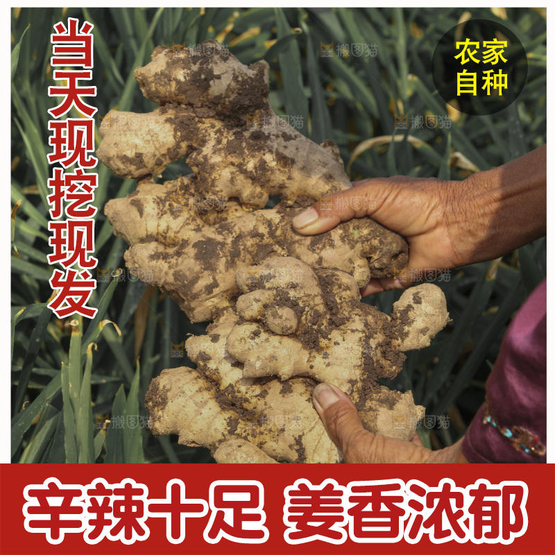 生姜