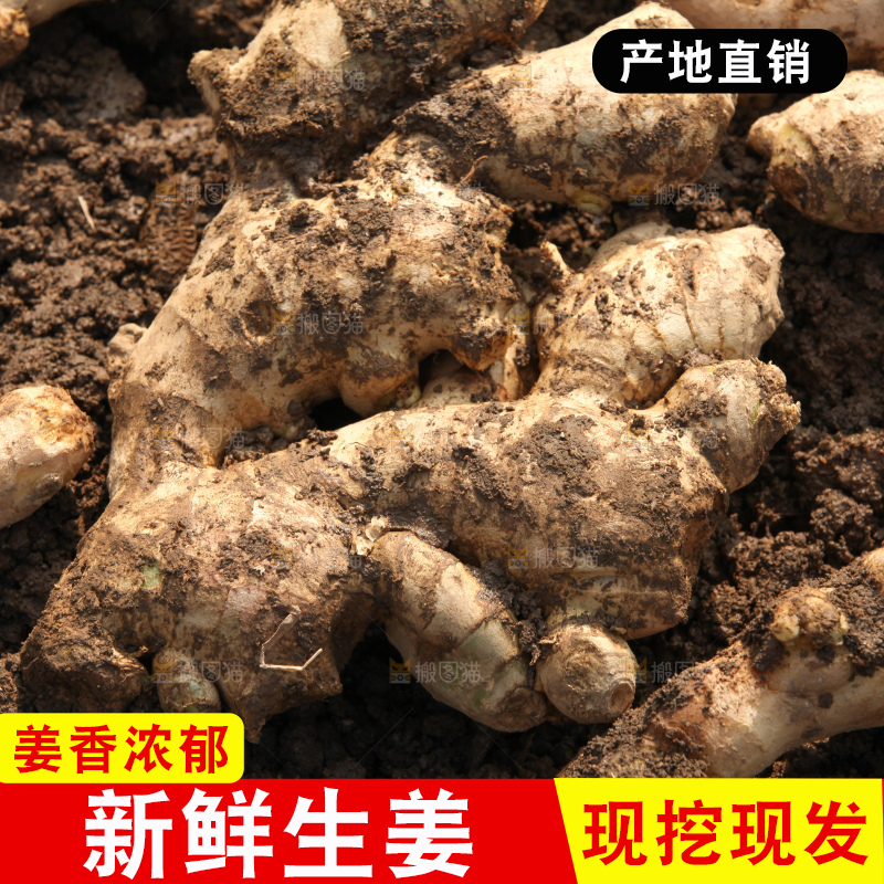 生姜