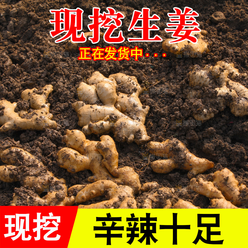 生姜