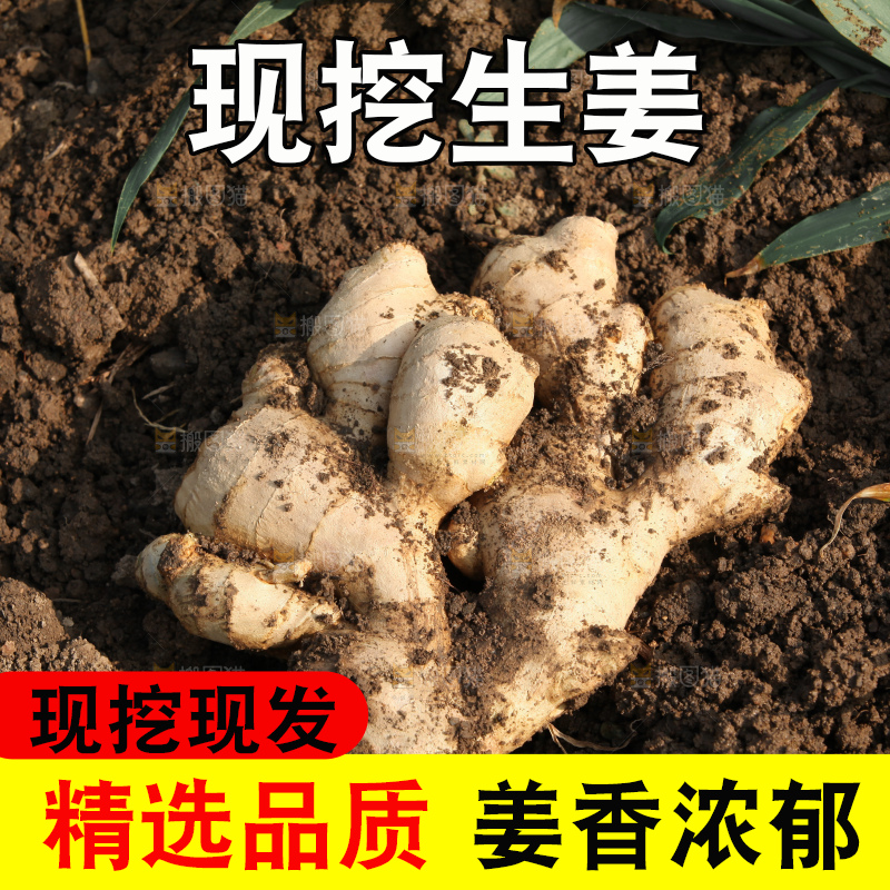 生姜