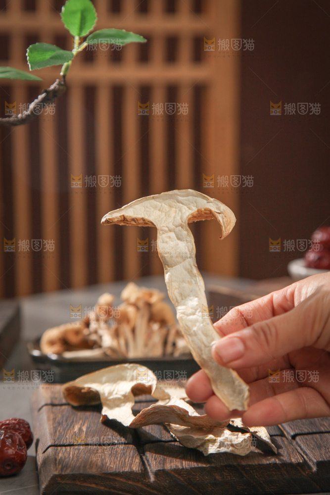 白松茸