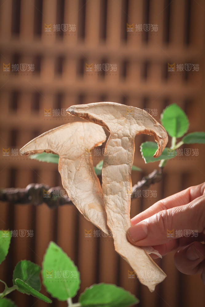 白松茸