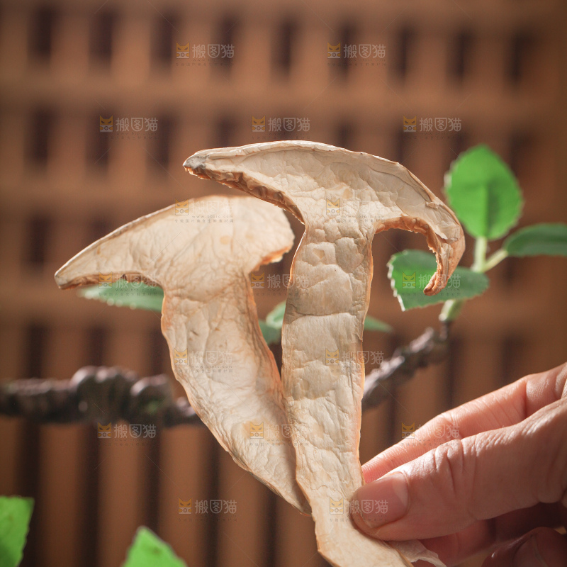 白松茸
