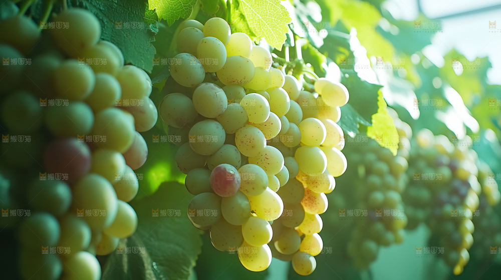 葡萄成熟 葡萄收获 葡萄酒 果农