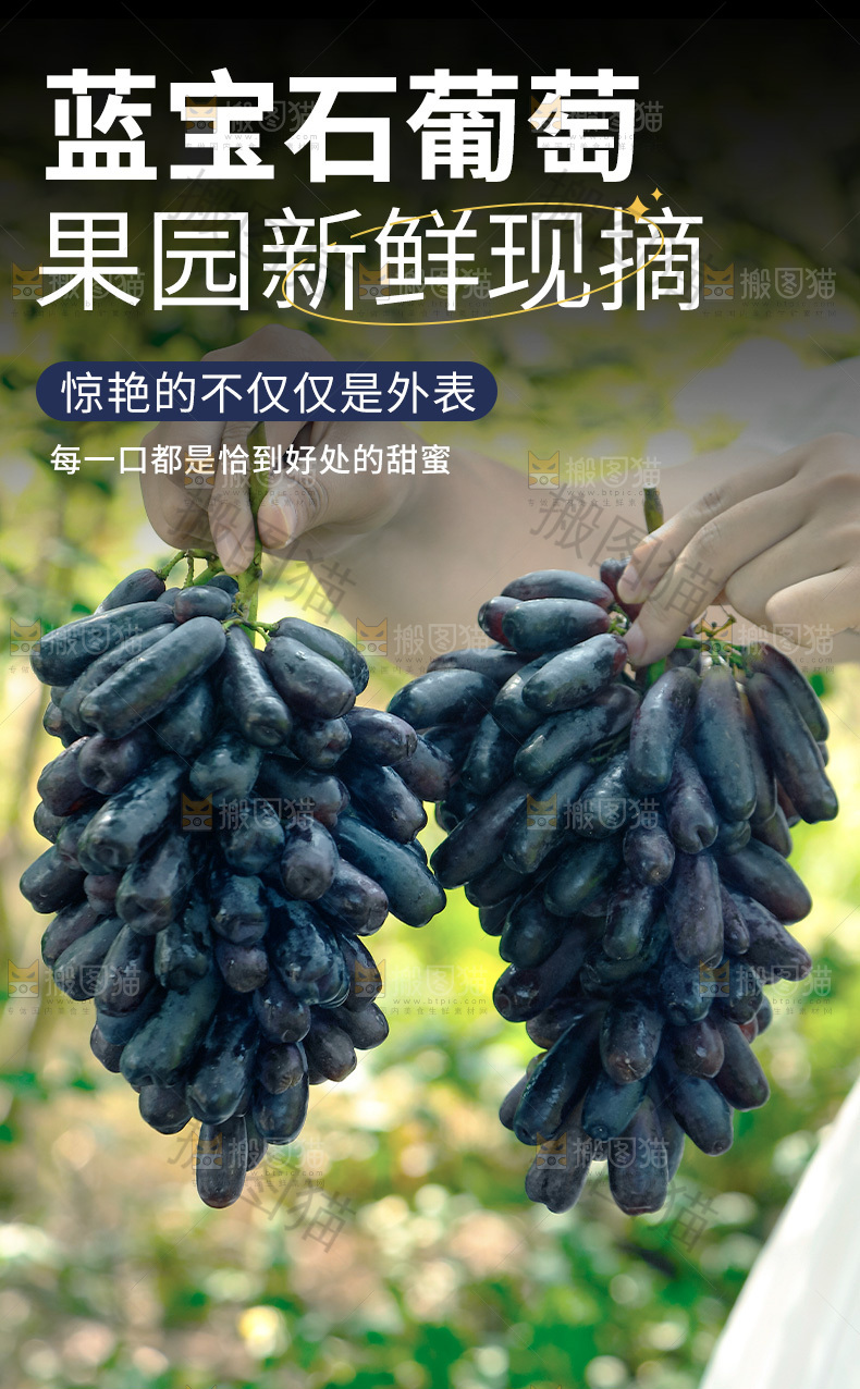 蓝宝石葡萄详情页