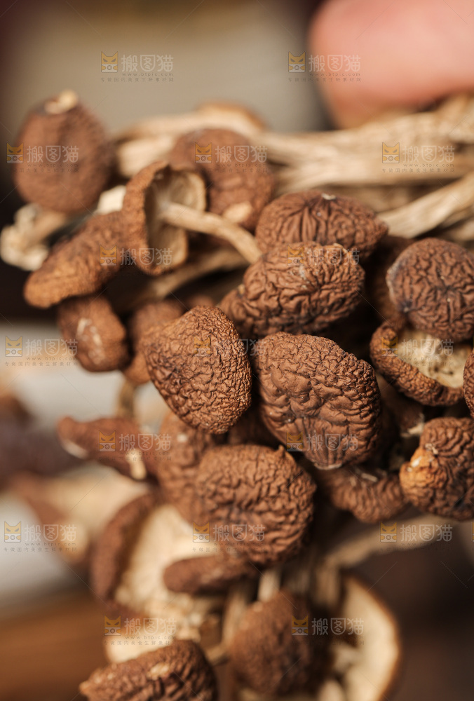茶树菇