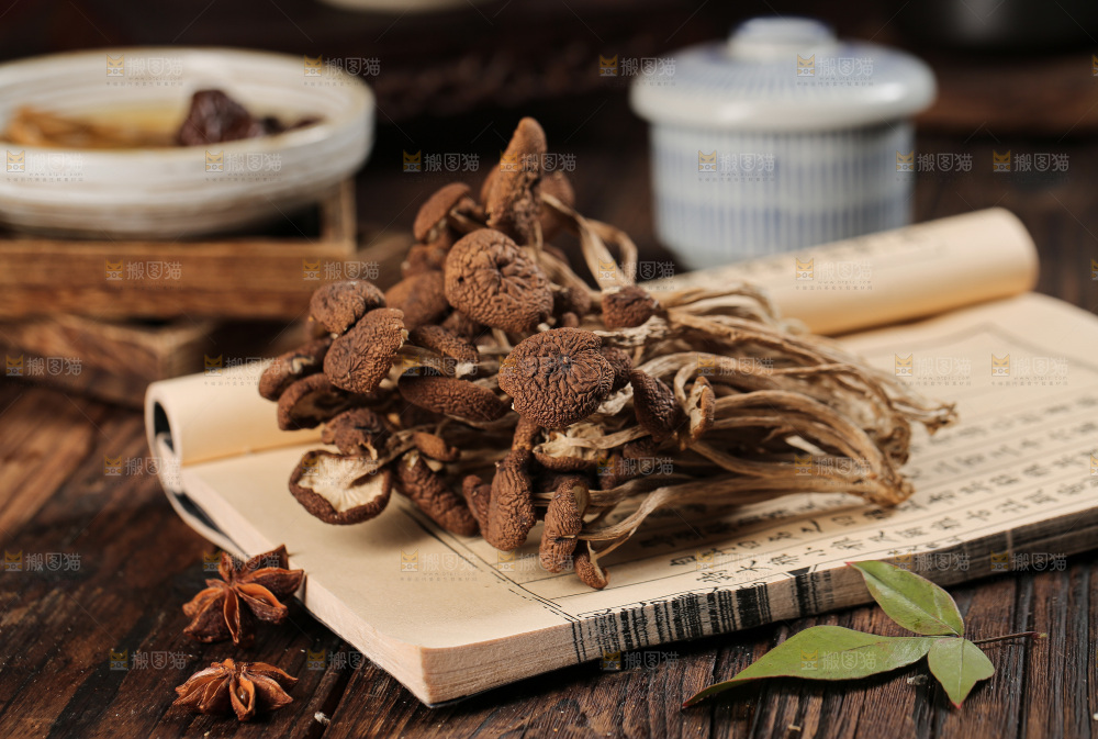 茶树菇