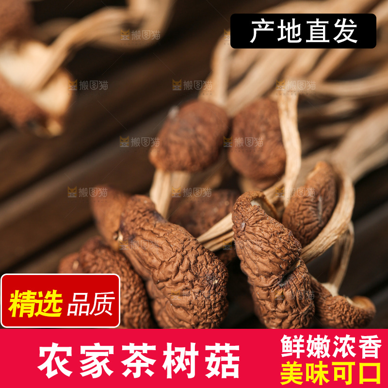 茶树菇