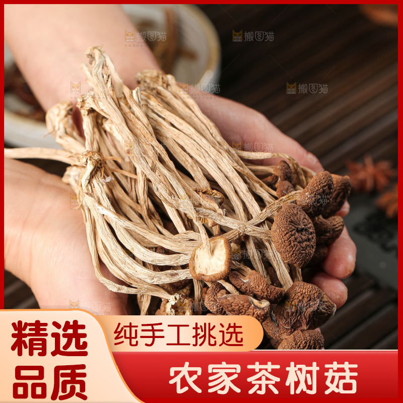 茶树菇